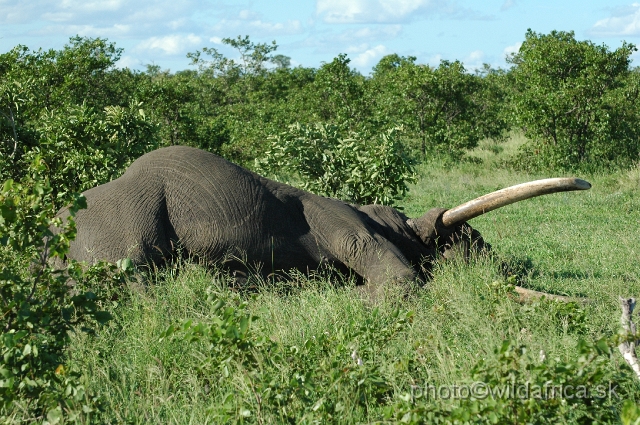 puku rsa 360.jpg - This is freshly died Big Tusker of Kruger called Alexander.